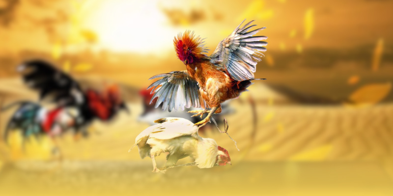 Discover Cockfighting – The Ultimate Entertainment at ALO789 4 image 10