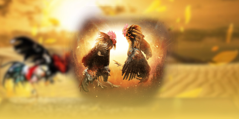 Discover Cockfighting – The Ultimate Entertainment at ALO789 3 image 11